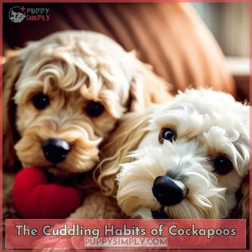 The Cuddling Habits of Cockapoos