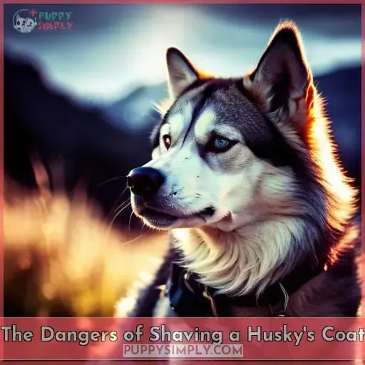 The Dangers of Shaving a Husky
