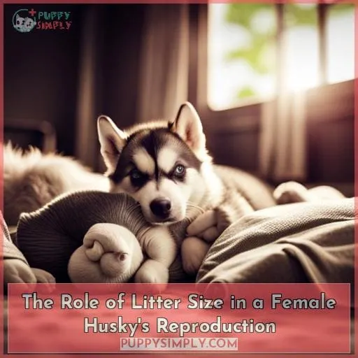 The Role of Litter Size in a Female Husky
