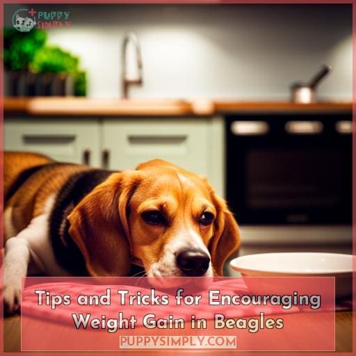 Tips and Tricks for Encouraging Weight Gain in Beagles