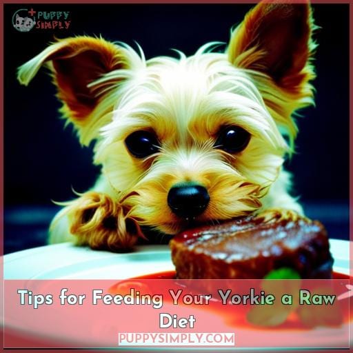 Tips for Feeding Your Yorkie a Raw Diet