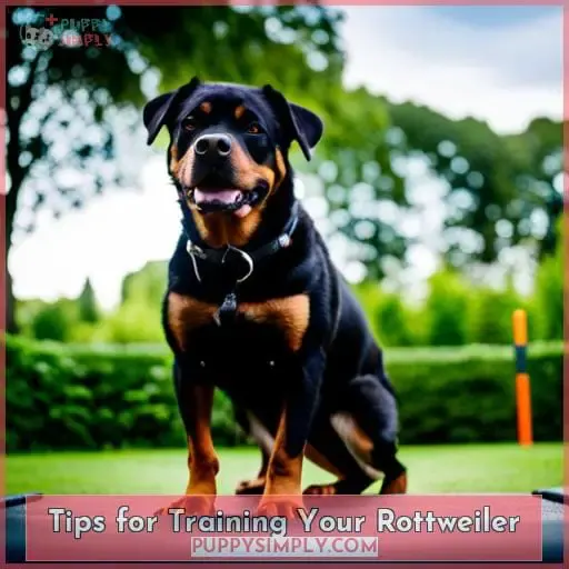 Tips for Training Your Rottweiler
