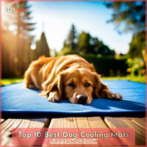 Top 10 Dog Cooling Mats & Beds to Keep Your Pet Cool in Hot Weather