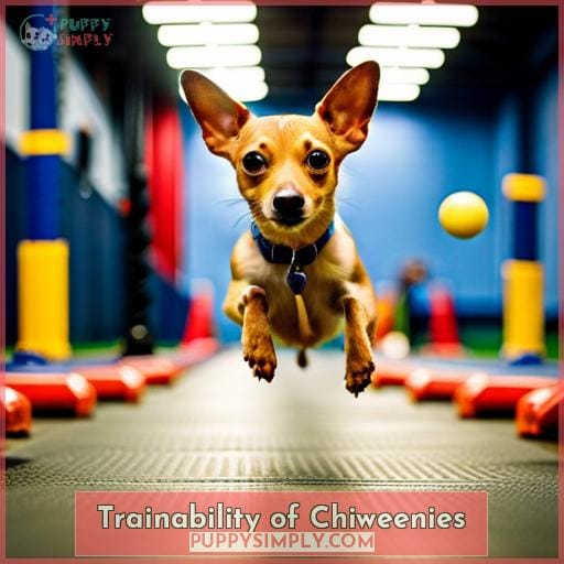 Trainability of Chiweenies