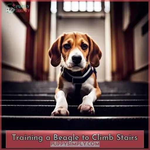 Training a Beagle to Climb Stairs