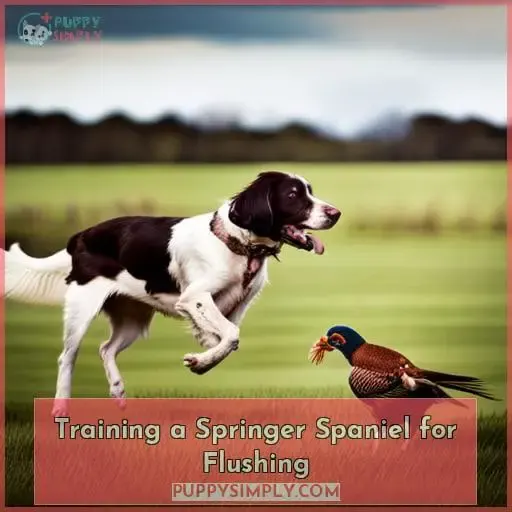 Training a Springer Spaniel for Flushing