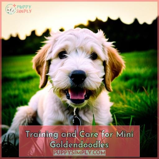 Training and Care for Mini Goldendoodles
