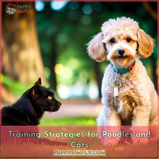Training Strategies for Poodles and Cats