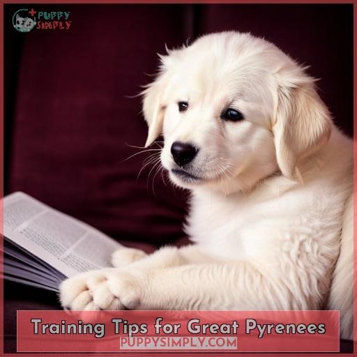 Training Tips for Great Pyrenees
