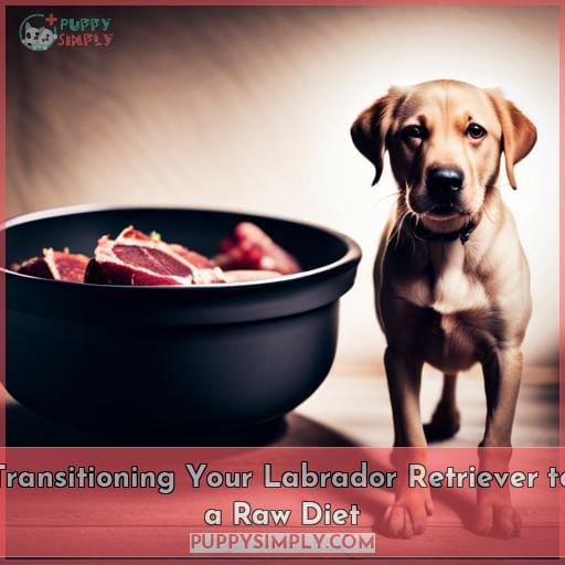 Transitioning Your Labrador Retriever to a Raw Diet