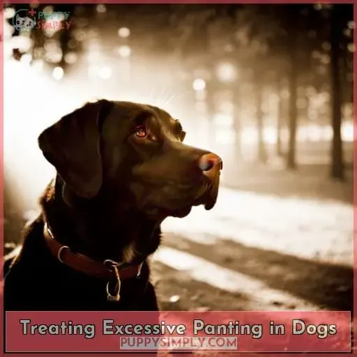 Treating Excessive Panting in Dogs