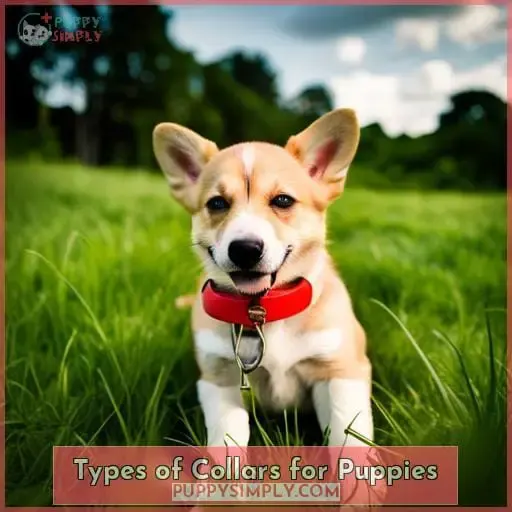 Types of Collars for Puppies