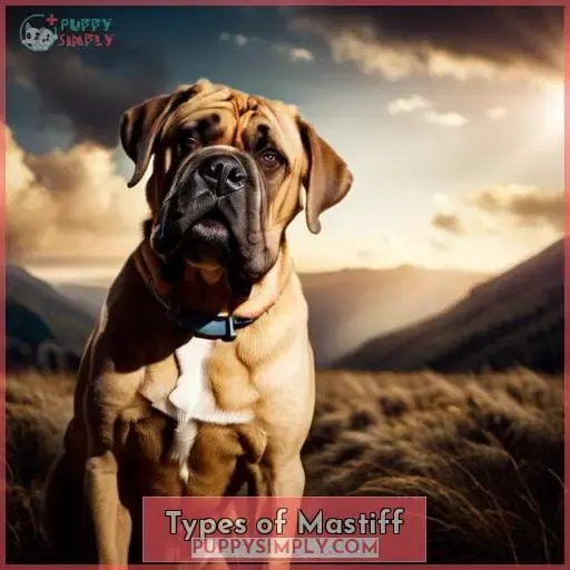 Types of Mastiff