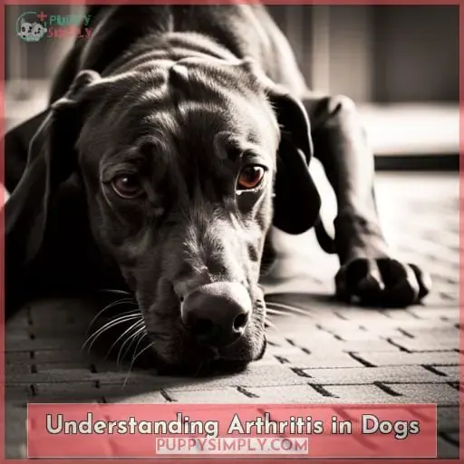 Understanding Arthritis in Dogs
