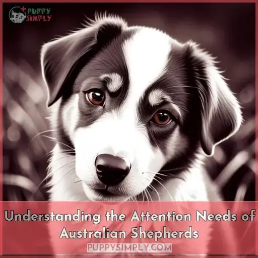 Understanding the Attention Needs of Australian Shepherds