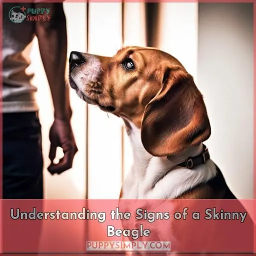 Understanding the Signs of a Skinny Beagle