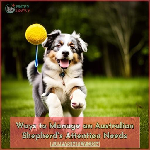 Ways to Manage an Australian Shepherd