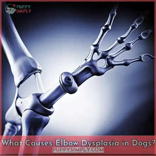 What Causes Elbow Dysplasia in Dogs