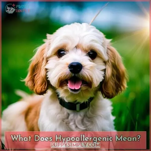 What Does Hypoallergenic Mean