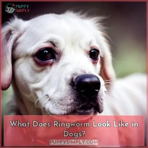 What Does Ringworm Look Like in Dogs