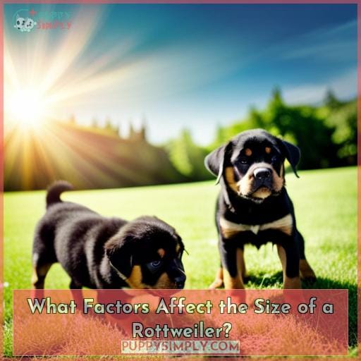 What Factors Affect the Size of a Rottweiler