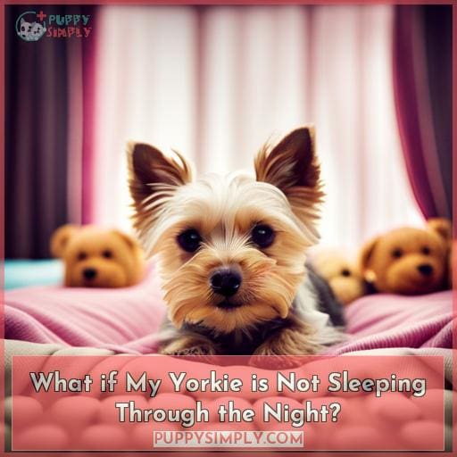 What if My Yorkie is Not Sleeping Through the Night