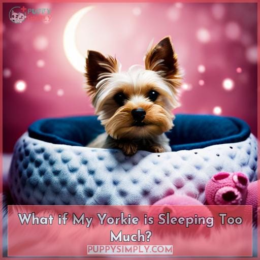What if My Yorkie is Sleeping Too Much