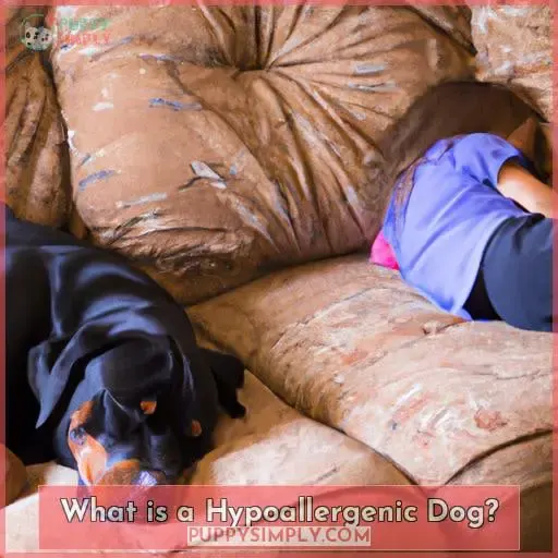 What is a Hypoallergenic Dog