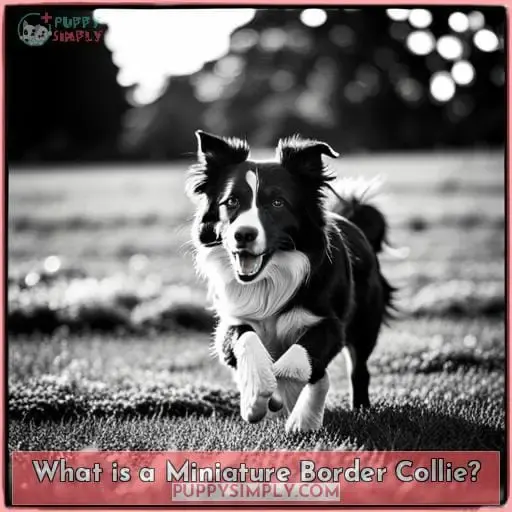 What is a Miniature Border Collie