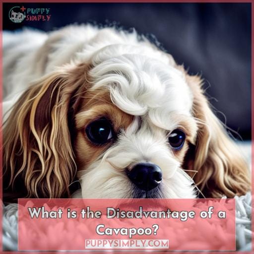 What is the Disadvantage of a Cavapoo