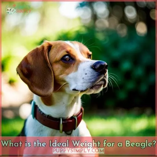What is the Ideal Weight for a Beagle