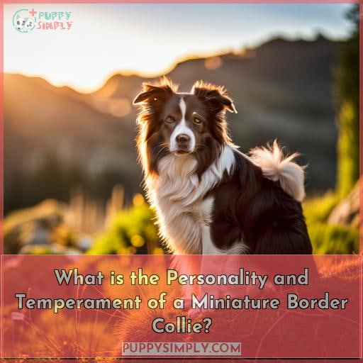 What is the Personality and Temperament of a Miniature Border Collie
