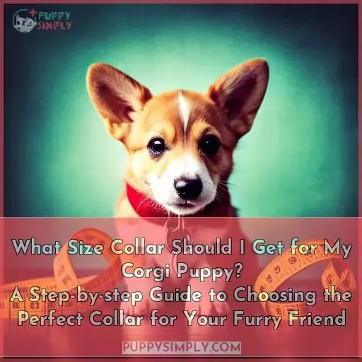 what size collar should i get for a corgi puppy