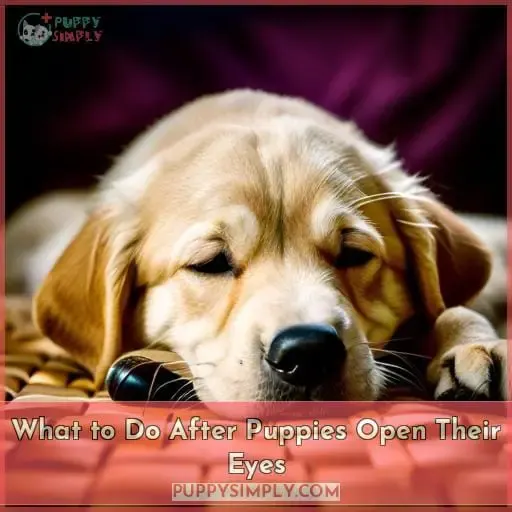 What to Do After Puppies Open Their Eyes