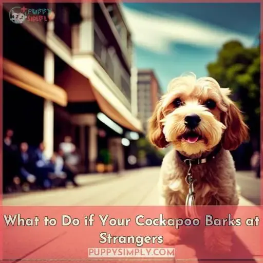What to Do if Your Cockapoo Barks at Strangers