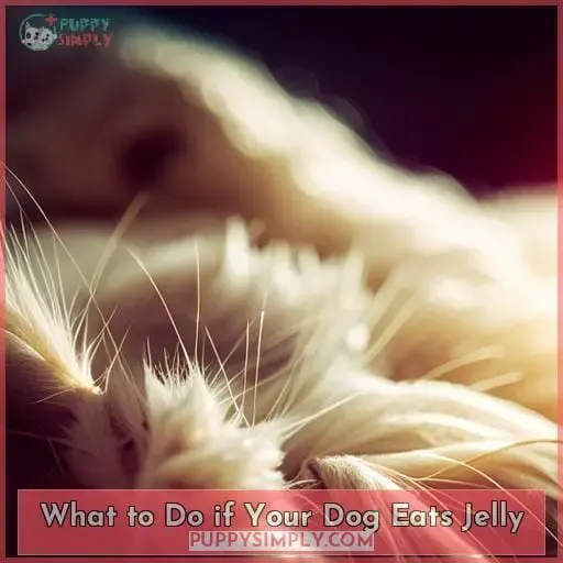 What to Do if Your Dog Eats Jelly