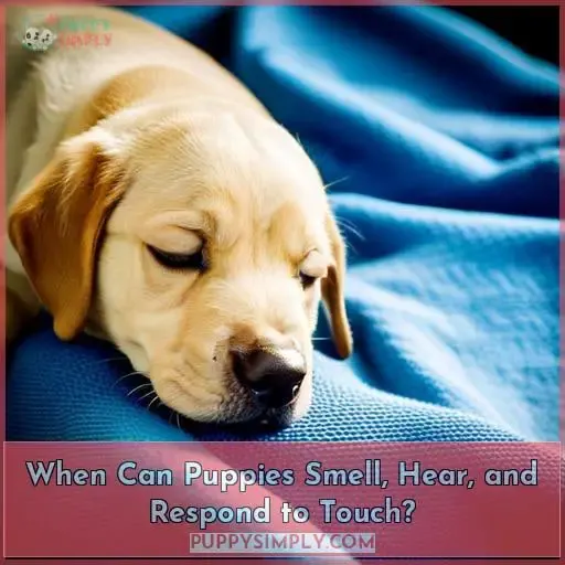 When Can Puppies Smell, Hear, and Respond to Touch