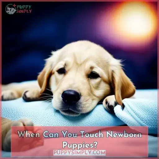 When Can You Touch Newborn Puppies