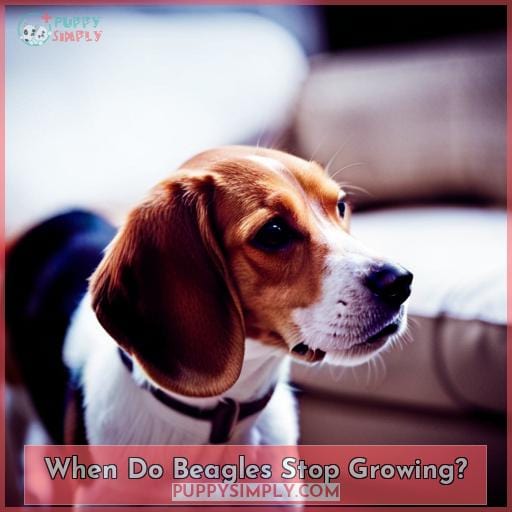 When Do Beagles Stop Growing