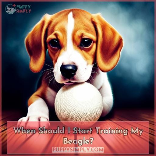 When Should I Start Training My Beagle