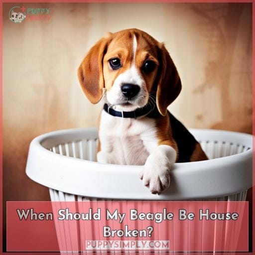 When Should My Beagle Be House Broken