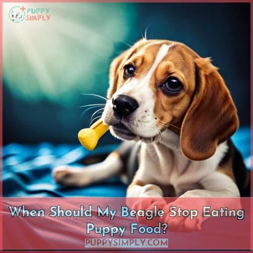 When Should My Beagle Stop Eating Puppy Food
