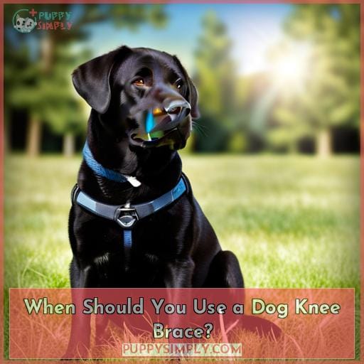 When Should You Use a Dog Knee Brace