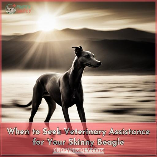 When to Seek Veterinary Assistance for Your Skinny Beagle