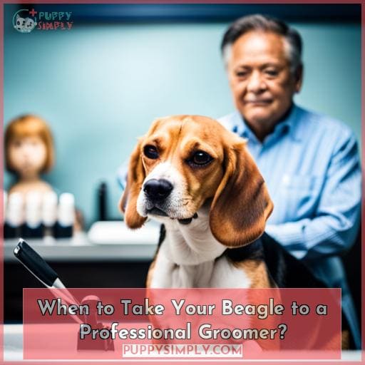 When to Take Your Beagle to a Professional Groomer