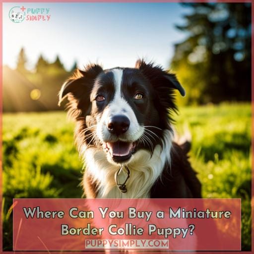 Where Can You Buy a Miniature Border Collie Puppy