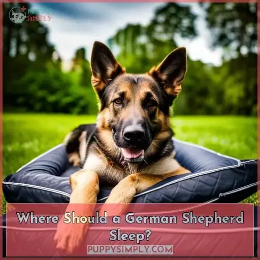 Where Should a German Shepherd Sleep