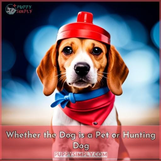Whether the Dog is a Pet or Hunting Dog