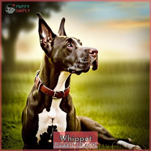 Whippet