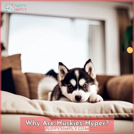 How to Calm Down a Hyper Husky: 6 Effective Ways to Help Your Husky Relax